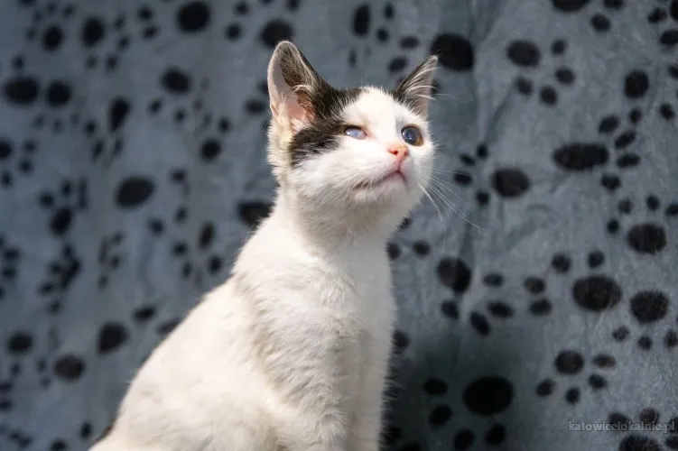 dwa-urocze-wesole-kocieta-szukaja-domow-89697-katowice-do-sprzedania.webp