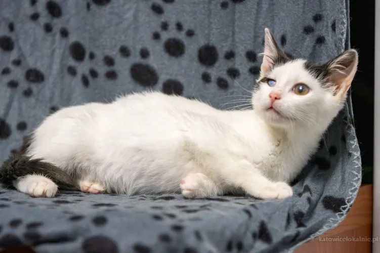 dwa-urocze-wesole-kocieta-szukaja-domow-89697-katowice-foto.webp
