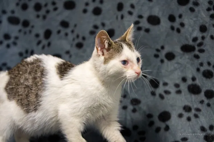dwa-urocze-wesole-kocieta-szukaja-domow-89697-katowice-na-sprzedaz.webp