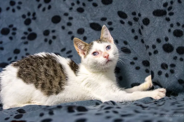 dwa-urocze-wesole-kocieta-szukaja-domow-89697-katowice.webp