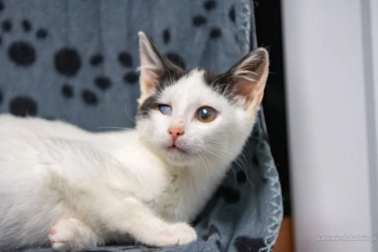 dwa-urocze-wesole-kocieta-szukaja-domow-89697-koty.webp