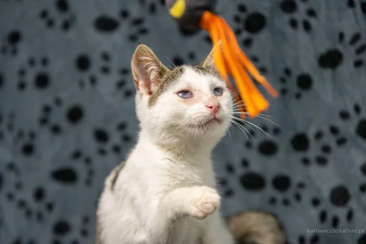 dwa-urocze-wesole-kocieta-szukaja-domow-89697-zdjecia.webp