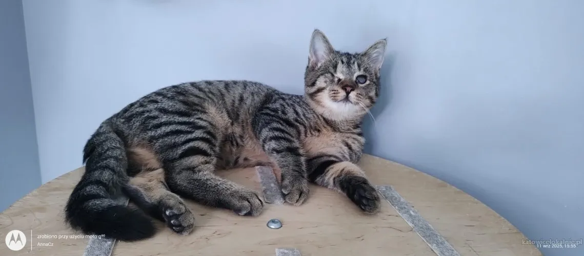 bigos-i-kliper-slodkie-kociaki-do-adopcji-89698-koty.webp