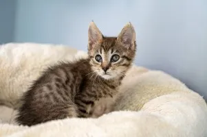 Bigos i Kliper, słodkie kociaki do adopcji!