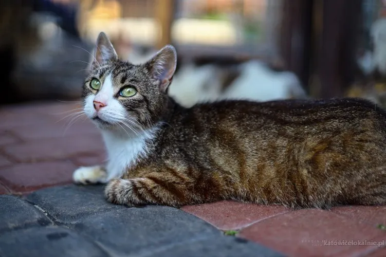 elsa-spokojna-delikatna-koteczka-szuka-domu-89699-katowice.webp