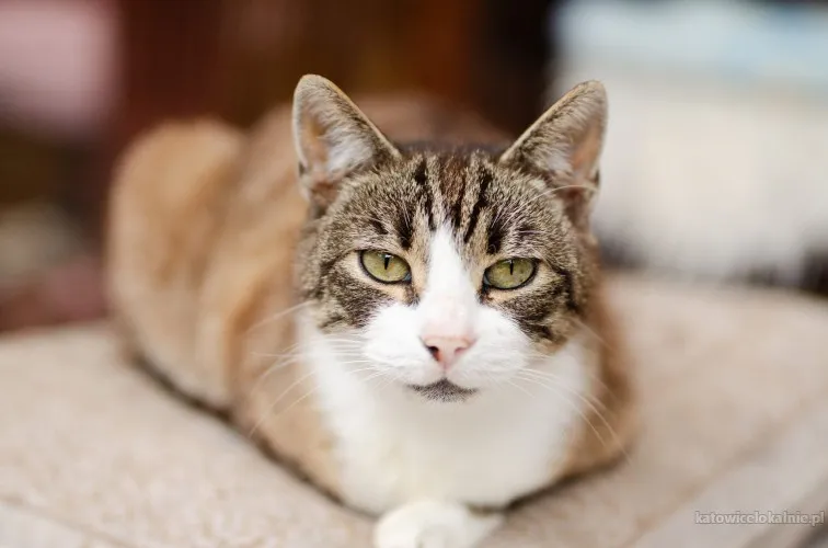 elsa-spokojna-delikatna-koteczka-szuka-domu-89699-sprzedam.webp