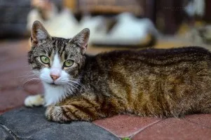 Elsa - spokojna, delikatna koteczka szuka domu!