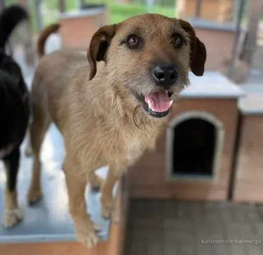 fuks-wesoly-szorstkowlosy-psiak-szuka-domu-89700-katowice-foto.webp