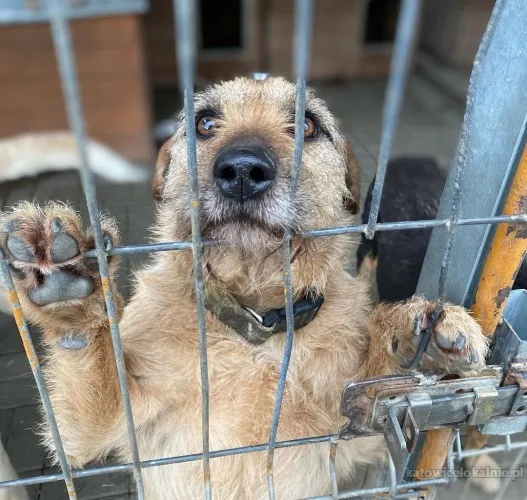 Fuks, wesoły szorstkowłosy psiak szuka domu!