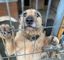 Fuks, wesoły szorstkowłosy psiak szuka domu!