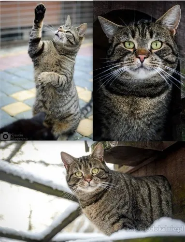 Ramzes - dorodny, spokojny kocur szuka domu!