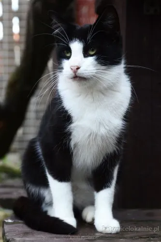 dany-cudowny-wesoly-niekonfliktowy-kotek-89719-katowice.webp