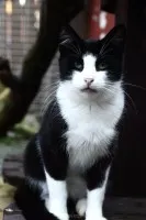 Dany - cudowny, wesoły, niekonfliktowy kotek!