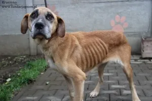 Kruszynka  dzielna, kochana sunia szuka domu