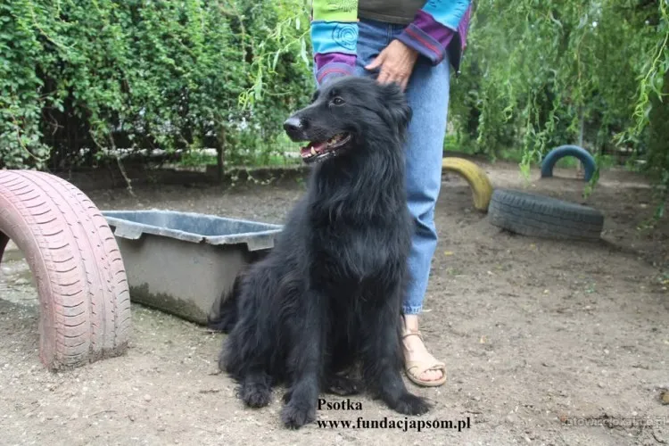 psotka-mloda-energiczna-i-wierna-jak-owczarek-89726-sprzedam.webp