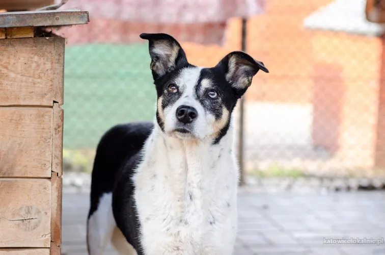 Łagodna, wesoła, grzeczna Pepsi całe życie w schronisku