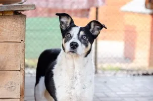 Łagodna, wesoła, grzeczna Pepsi całe życie w schronisku