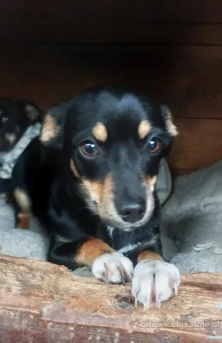 Brawurka - 5 miesięczna nakolankowa kruszynka