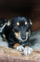 Brawurka - 5 miesięczna nakolankowa kruszynka