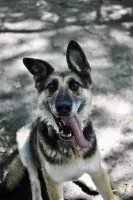 Horaś - ideał z klapniętym uszkiem szuka domu!