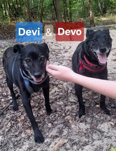 devo-i-devi-lagodne-delikatne-psiaki-do-adopcji-89803-zdjecia.webp
