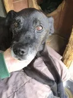 Devo i Devi, łagodne delikatne psiaki do adopcji!