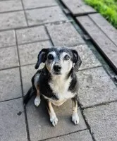 Kropka - niekonfliktowa, spokojna, zrównoważona sunia!