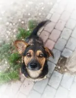 Baloo - fantastyczny niskopodłogowiec szuka domu!