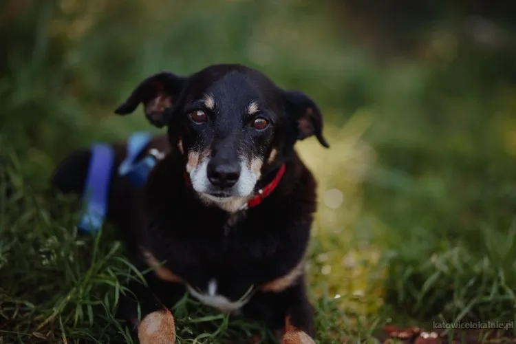 Spokojny, zrównoważony Puszek szuka domu!