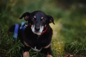 Spokojny, zrównoważony Puszek szuka domu!