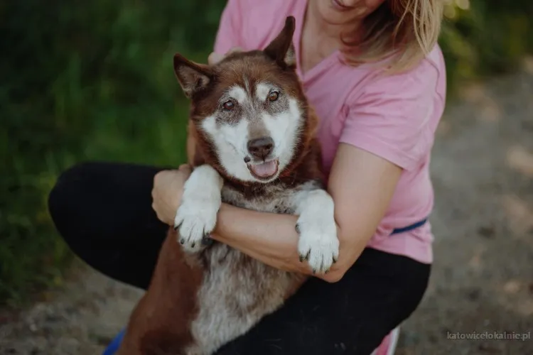 Luntek - mini husky o złotym sercu!