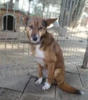 Lisia - najsmutniejsza w schronisku POMOCY!