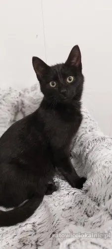 wars-spokojny-sympatyczny-koci-kawaler-szuka-domu-89840-sprzedam.webp