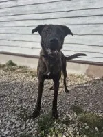 Blum - młody, wychowany z dziećmi, aktywny pręgus!