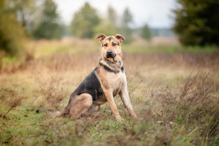 magnus-mlodziutki-wesoly-przyjazny-psiak-89850-katowice-foto.webp