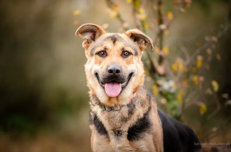 magnus-mlodziutki-wesoly-przyjazny-psiak-89850-katowice-na-sprzedaz.webp