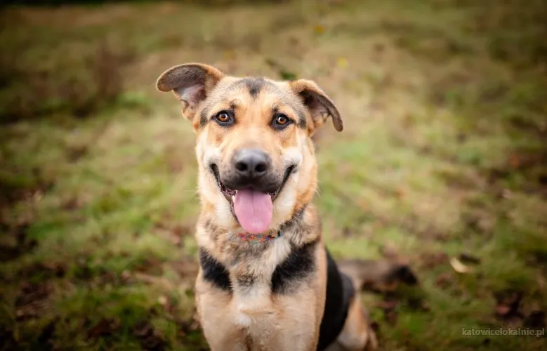 Magnus - młodziutki, wesoły, przyjazny psiak!