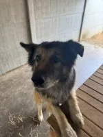 Aron - cudowny, spokojny owczarek szuka domu!