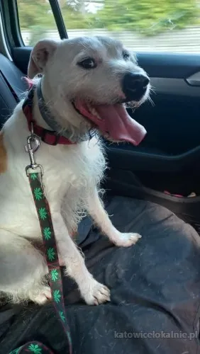 nero-wyjatkowy-pies-szuka-kochajacego-domu-89894-katowice.webp