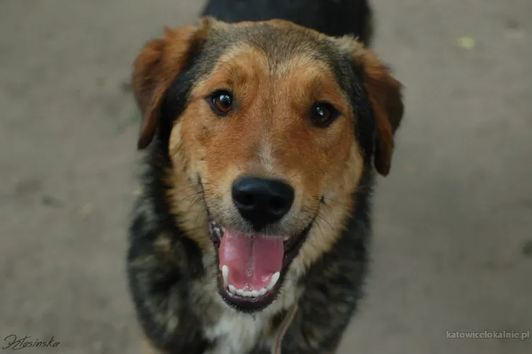 lagodny-kapral-psi-aniol-pilnie-szuka-domu-89978-sprzedam.webp