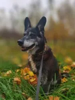 Hektor - nieduży, wesoły psiak który przeżył piekło