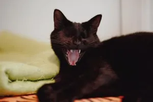 Donald - łagodny, wesoły, skory do zabaw kotek