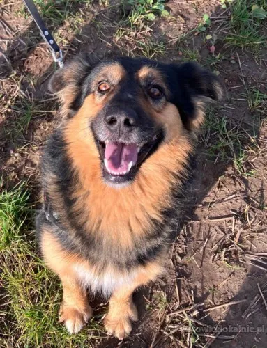 Fantastyczny Toster szuka domu!