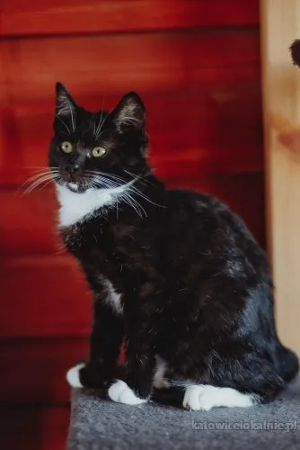 Puchaty Julian - Król Kanapy szuka domu!