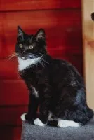 Puchaty Julian - Król Kanapy szuka domu!