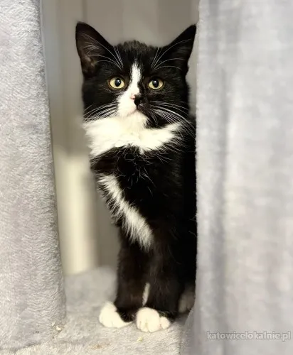 loki-4-miesieczny-kociak-szuka-domu-90085-sprzedam.webp
