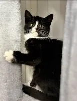 Loki - 4 miesięczny kociak szuka domu!