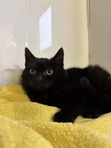 dosia-mala-niesmiala-kocia-pieknosc-szuka-domu-90107-katowice.webp