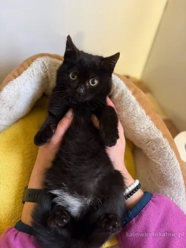 dosia-mala-niesmiala-kocia-pieknosc-szuka-domu-90107-sprzedam.webp
