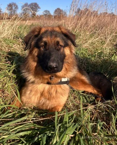 Karo - uśmiechnięty misiek szuka domu!